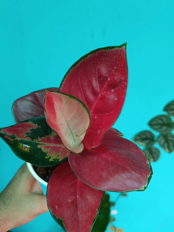 Aglonema Jaipong Red - Image 4