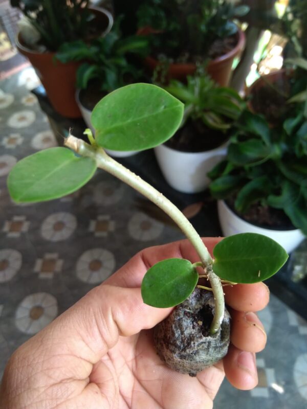 Hoya Cumingiana - Image 3