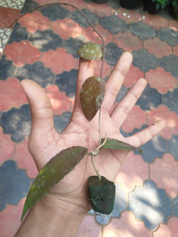 Hoya Caudata Sumatra. - Image 3