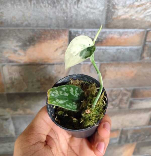 Scindapsus Mayari Variegated - Image 2