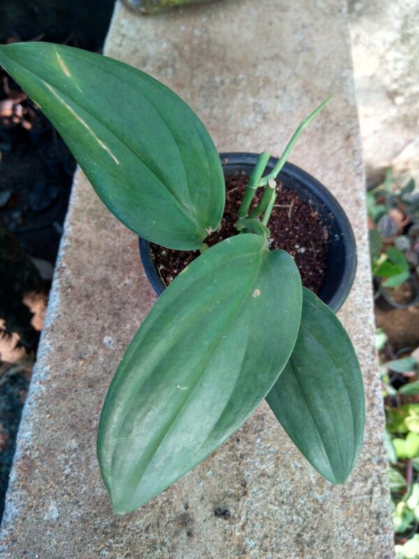 Scindapsus Hederaceus - Image 3