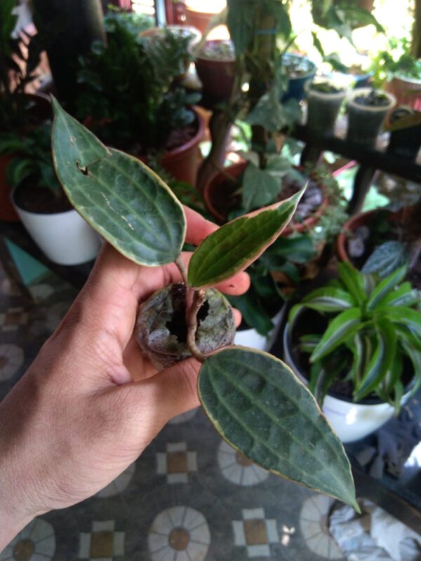Hoya Macrophylla - Image 3