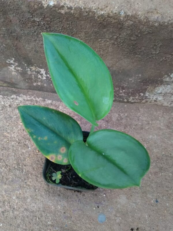 MOONLIGHT POTHOS - Image 3