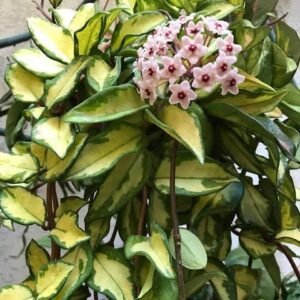 Hoya Krimson Princess