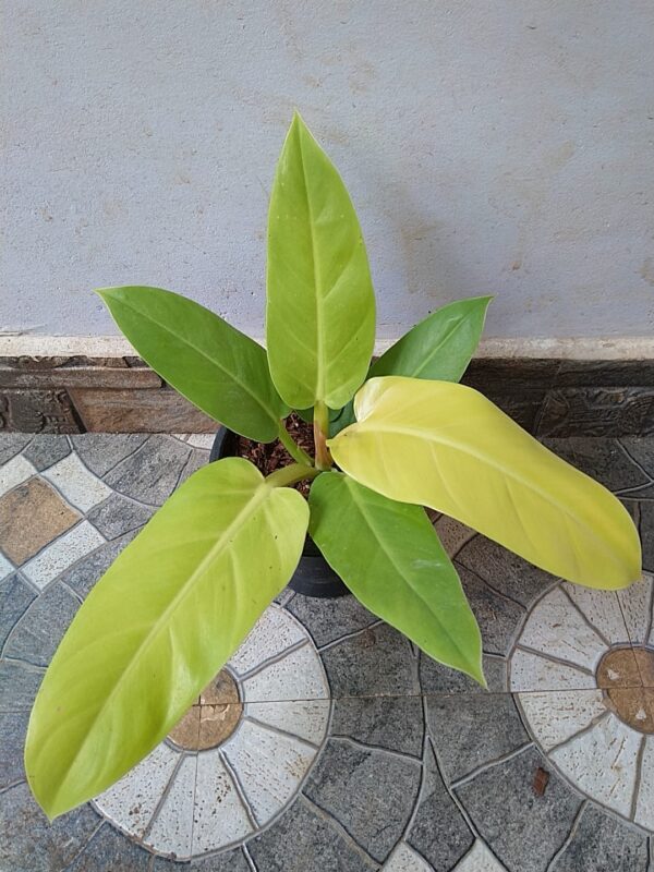 PHILADENDRON GOLDEN MELINONII - Image 2