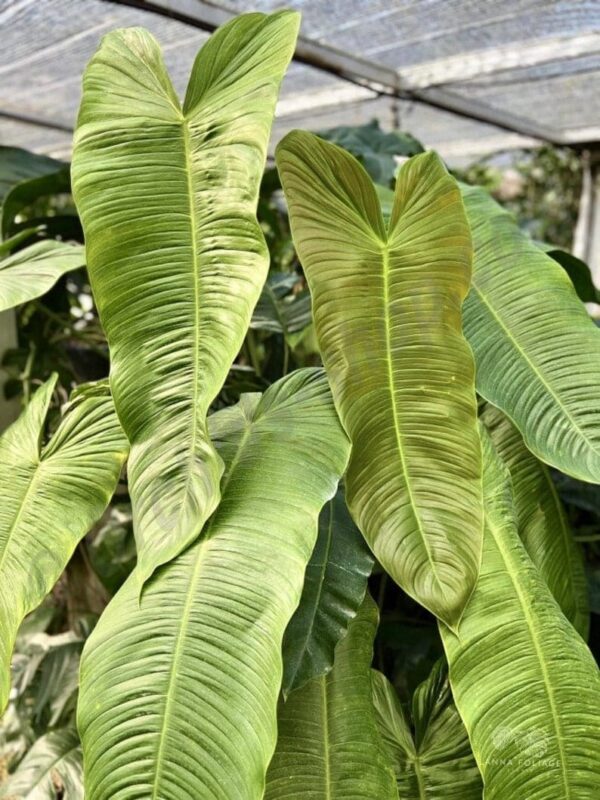 Philodendron Sharoniae