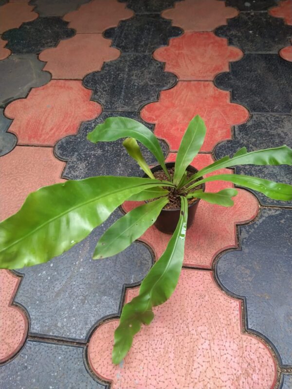 BIRD NEST FERN - Image 2