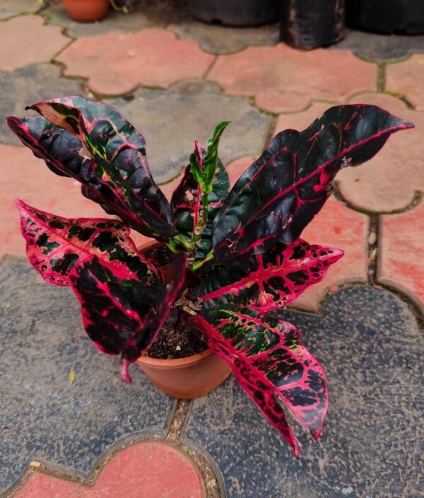 Tortoise Shell Croton - Image 2