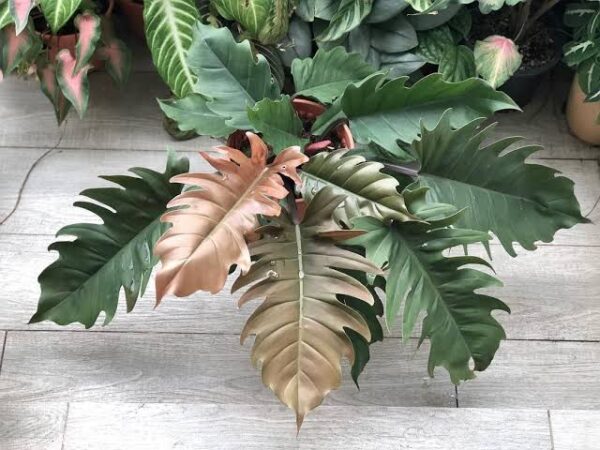Philodendron Pluto Big Size