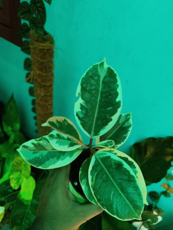 Rubber Plant Varigated - Image 2