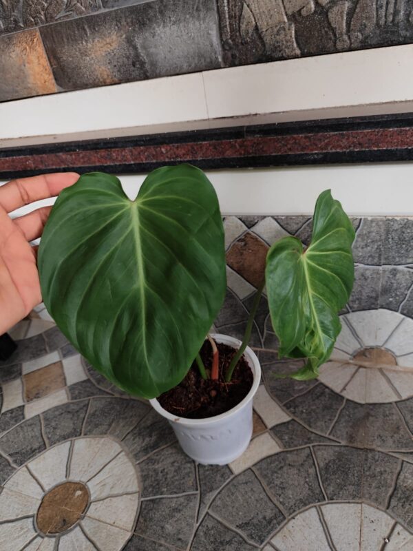 PHILODENDRON PINK GLORY - Image 3