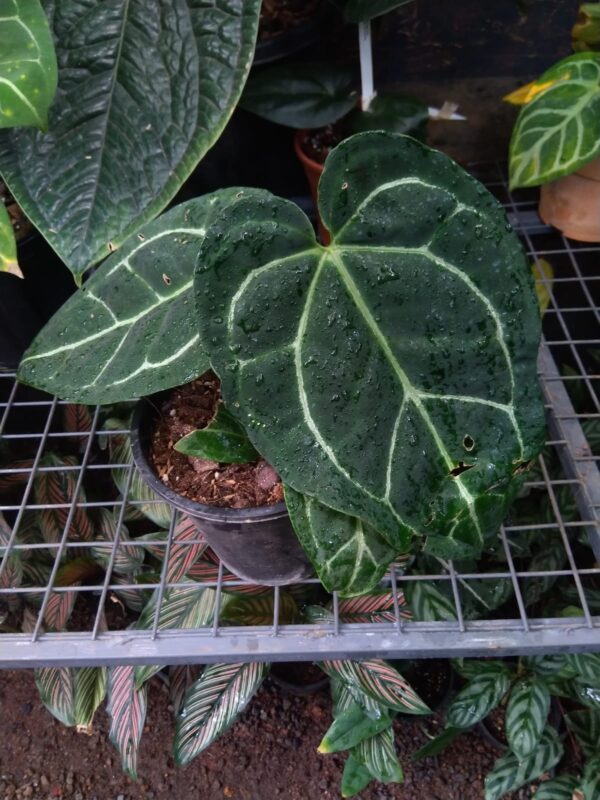 Anthurium Regale aff x Crystallinum dark