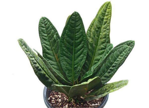 Anthurium Superbum Narrow Form