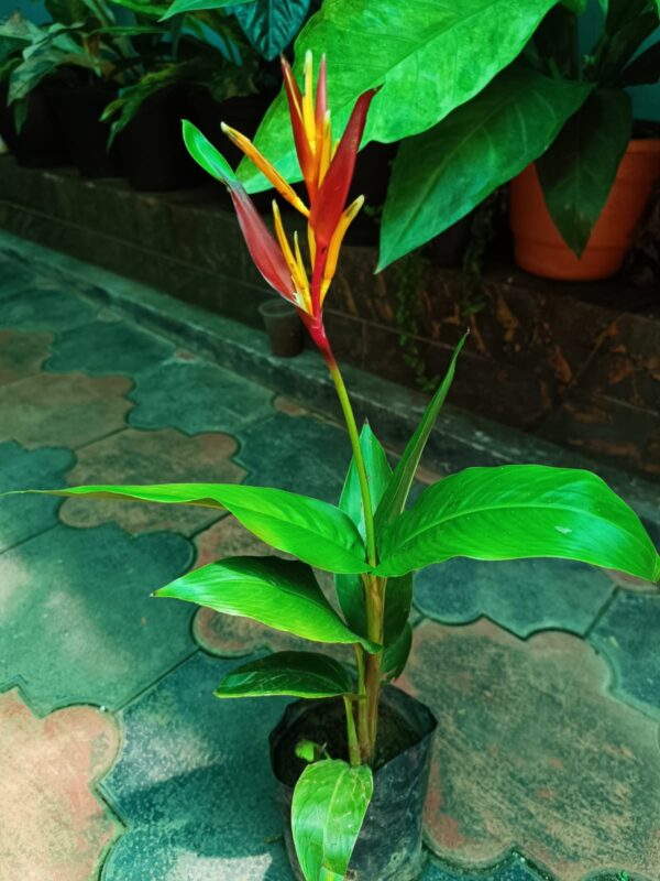 Heliconia Psittacorum - Image 2