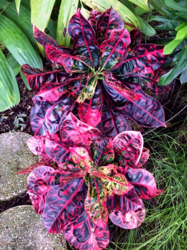 Tortoise Shell Croton