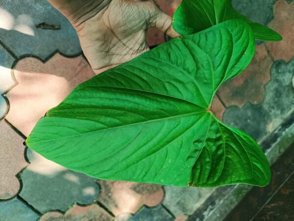 Anthurium Sagitatum Red Sinus - Image 3
