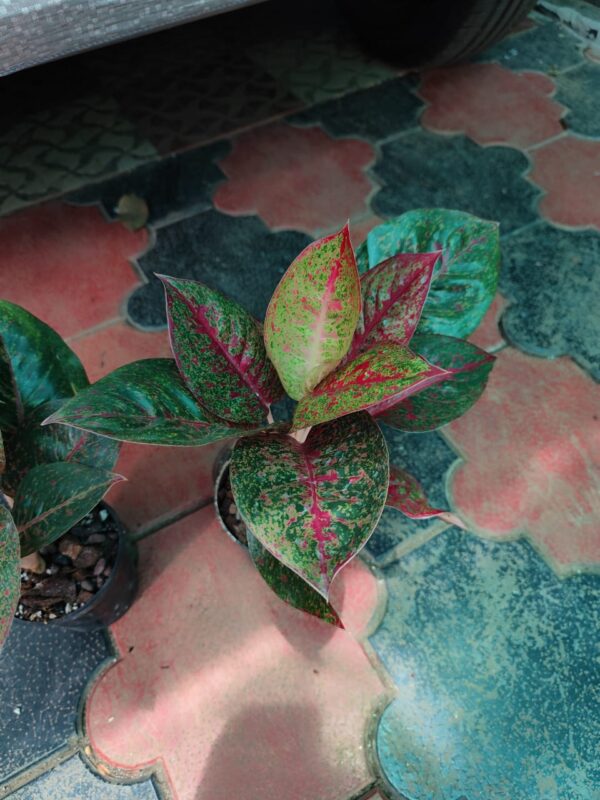 AGLONEMA RED STAR DUST - Image 2