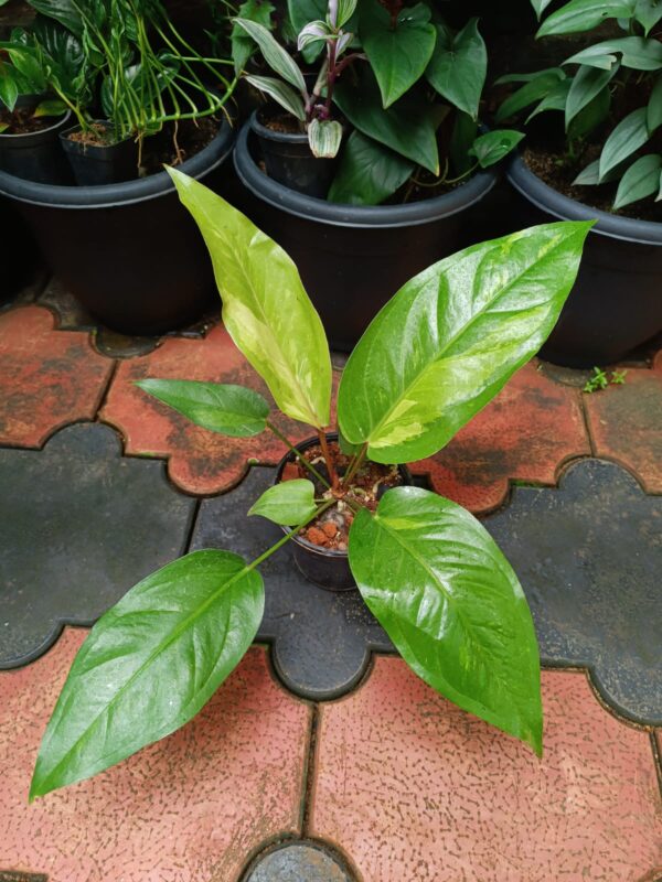 Anthurium Hookeri Variegated - Image 2