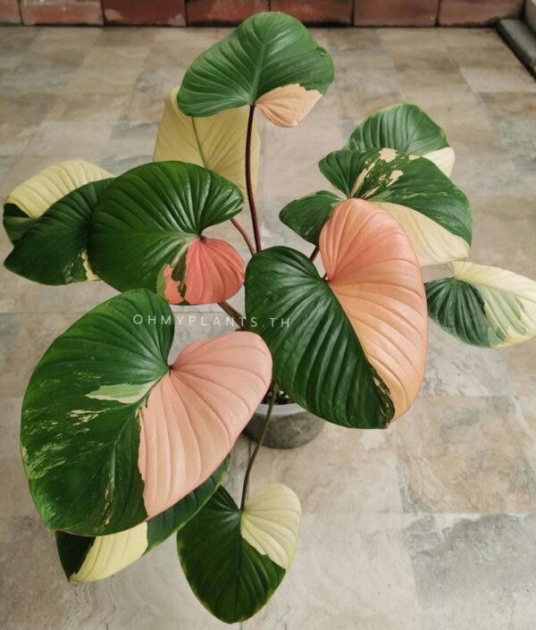 Homalomena Pink Tricolor