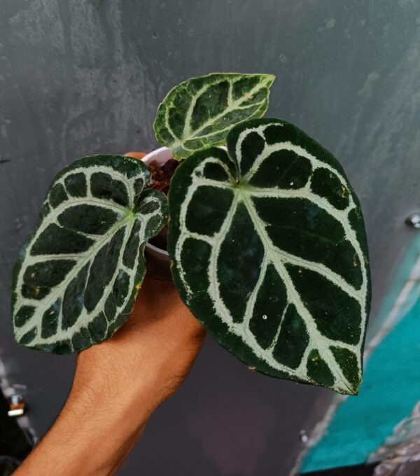 Anthurium Dorayaki Hybrid