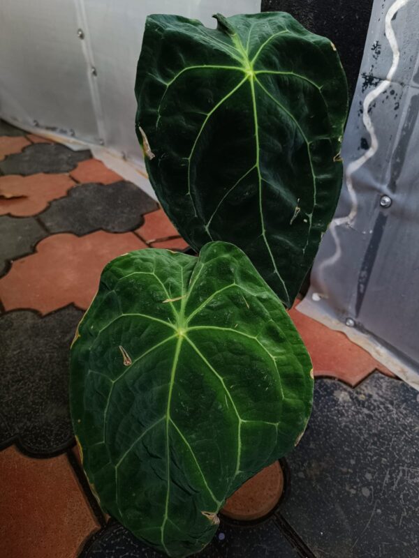 Anthurium Amazon King Stripes - Image 2