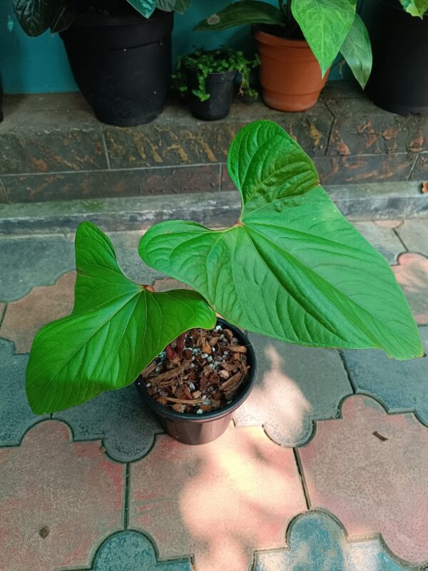 Anthurium Sagitatum Red Sinus