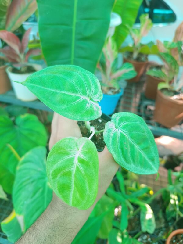 Syngonium Macrophyllum Frosted Heart - Image 2