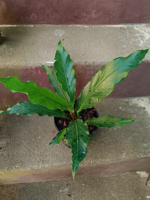 Anthurium Plowmani - Image 2