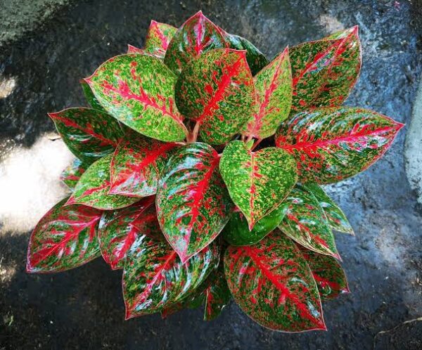 AGLONEMA RED STAR DUST