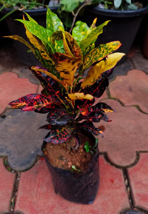 CROTON 12