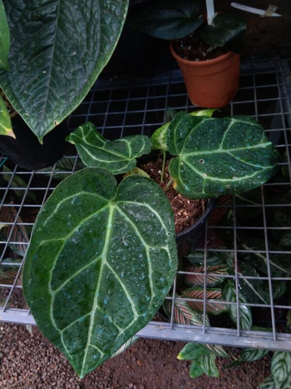 Anthurium Crystallinum x Magnificum x Regale