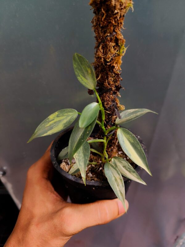Philodendron Silver Sword Variegated - Image 2
