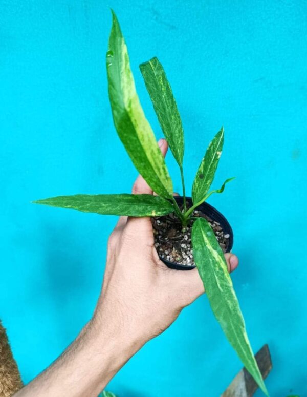 Anthurium Vittarifolium Aurea Variegated