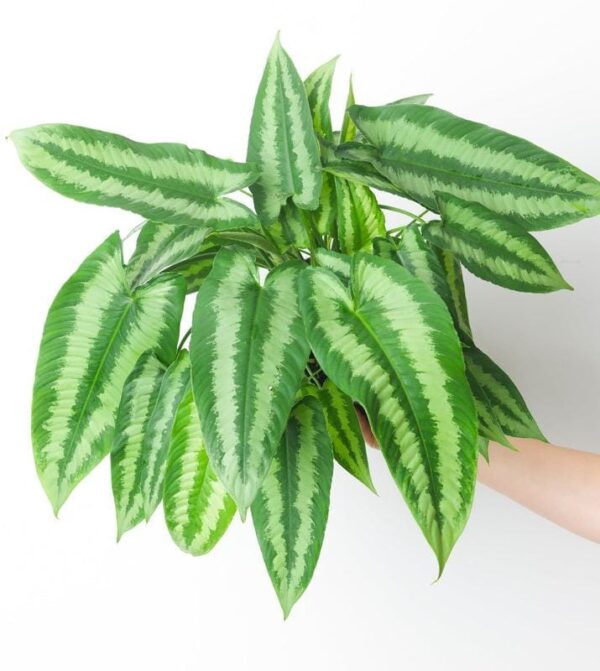 SchismatoGlottis