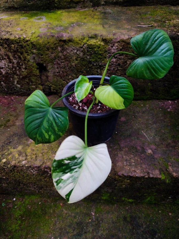 Homalomena Pink Tricolor - Image 2