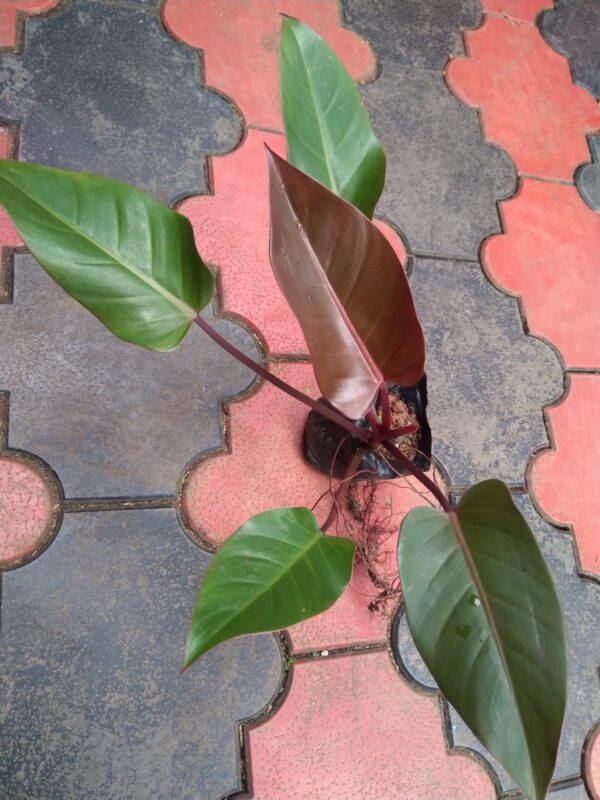 Philodendron Red sunset - Image 2