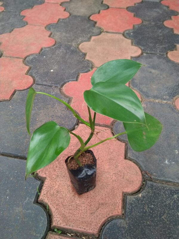 Philodendron Microstictum - Image 2