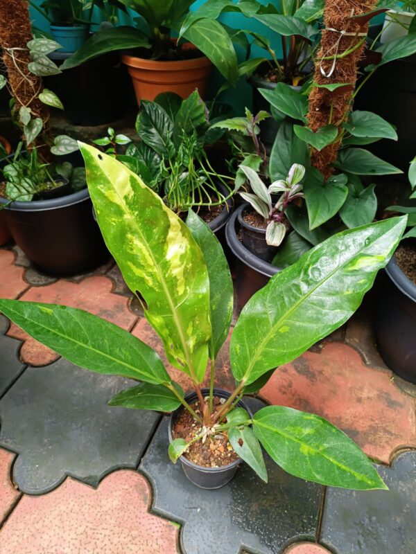 Anthurium Hookeri Variegated - Image 3