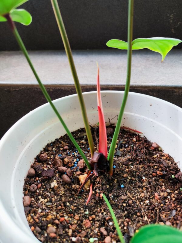 PHILODENDRON LYNAMI - Image 2
