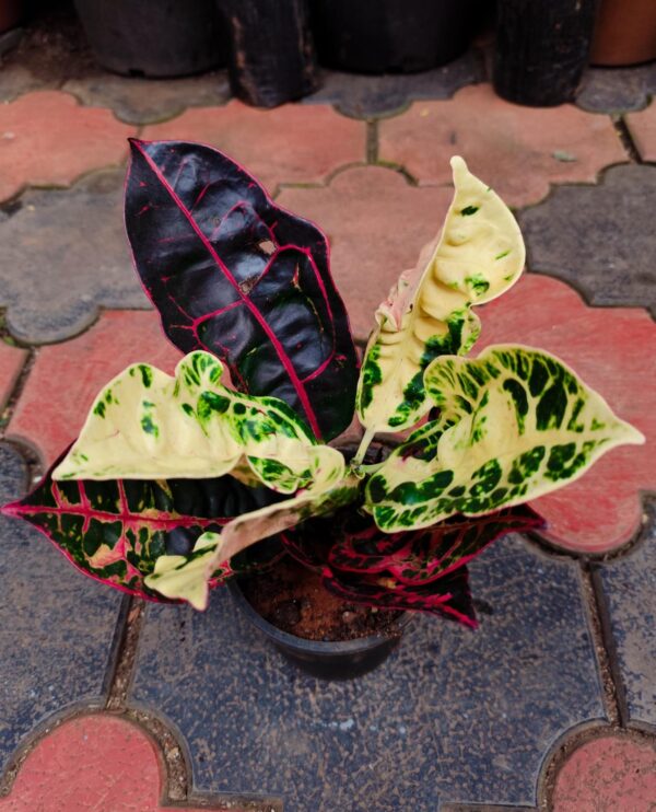 Tortoise Shell Croton - Image 3