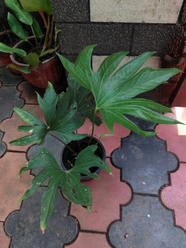 ANTHURIUM PEDATORADIATUM - Image 3