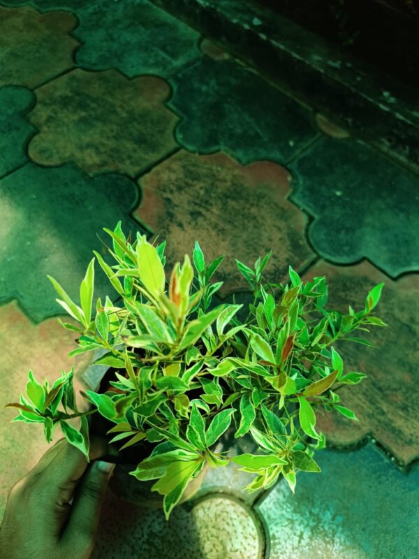 Variegated Eugenia - Image 2