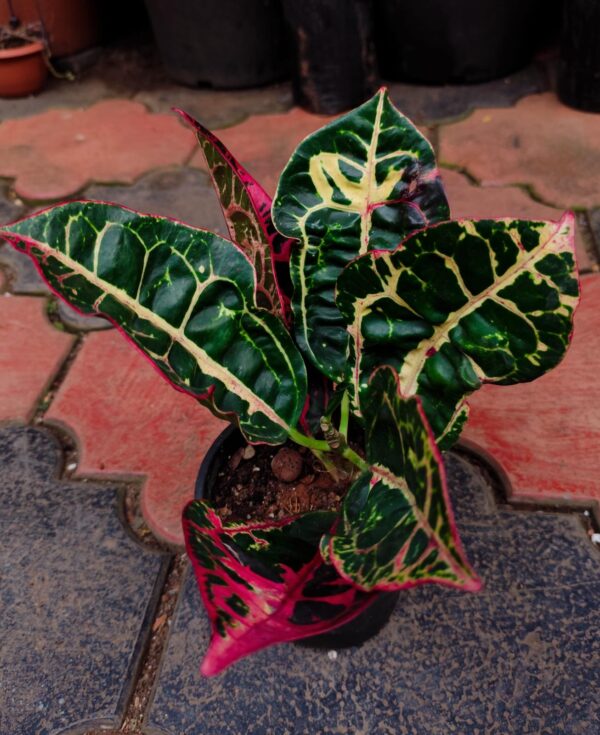 Tortoise Shell Croton - Image 4