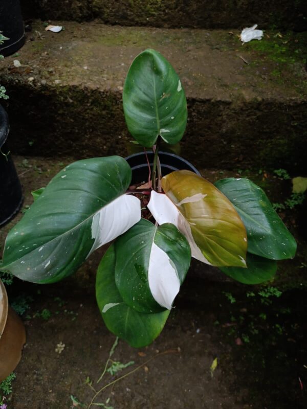 Philodendron White Knight - Image 2