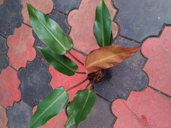 Philodendron Prince of Albert - Image 2