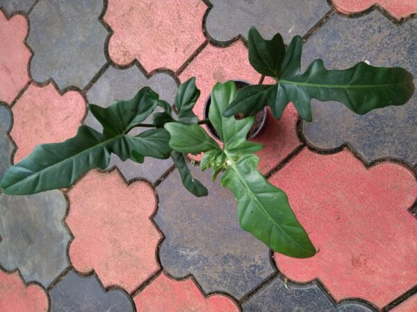 Philodendron Golden Dragon - Image 2