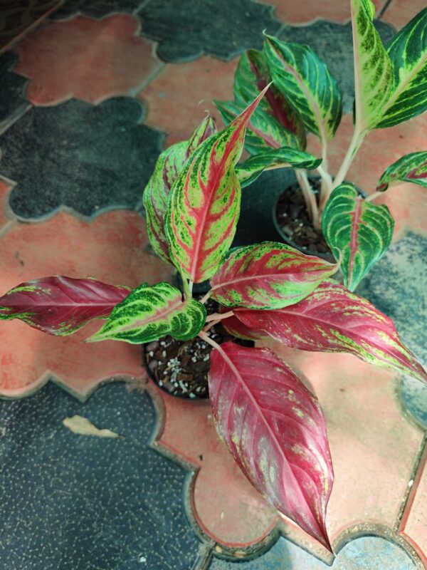 AGLONEMA RED PANAMA - Image 2