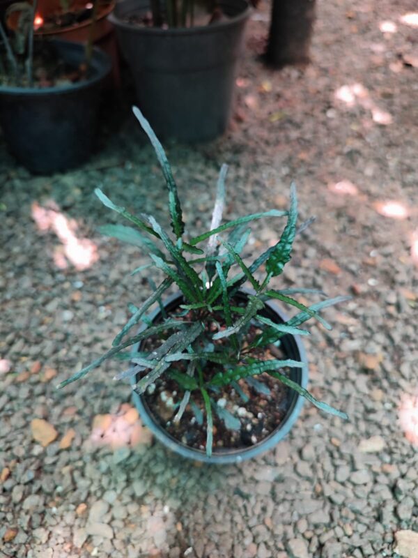 Black Grass