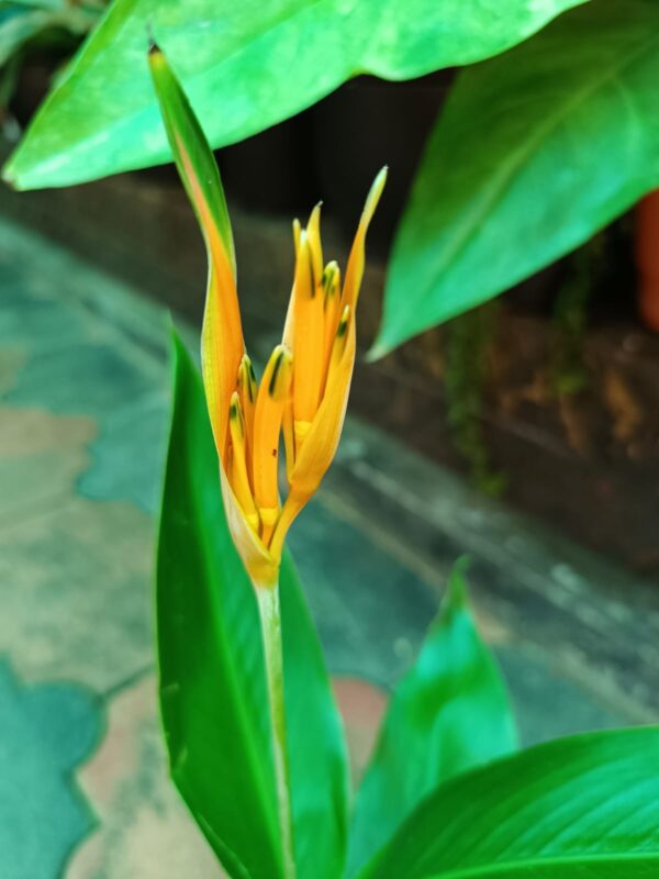 Heliconia Psittacorum Golden Tourch - Image 3
