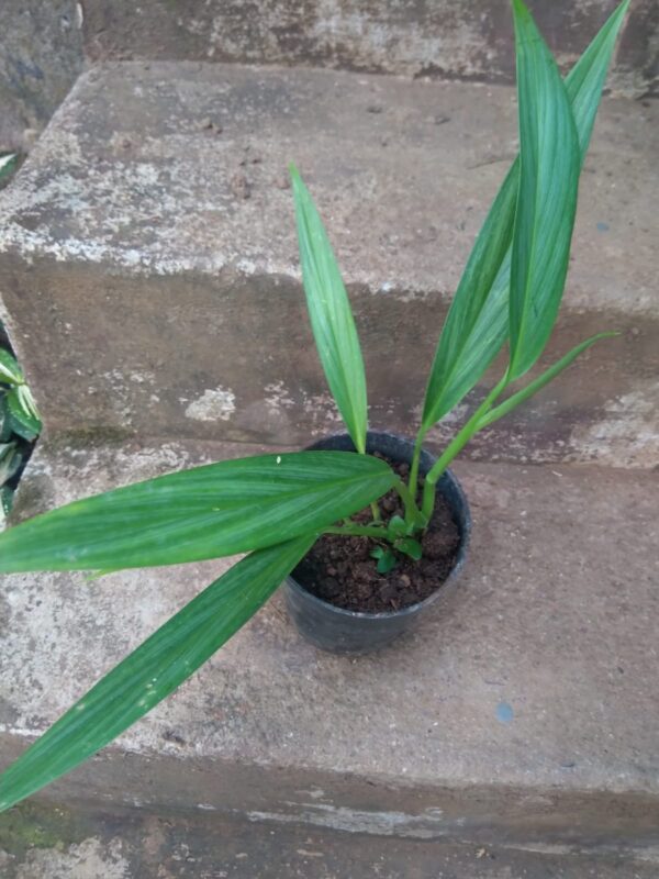 Epipremnum Amplissimum Silver - Image 3